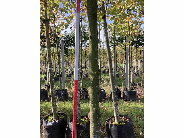 Groen zuilbeuk - laanboom - afbeelding 4 van  4