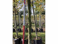 Groen zuilbeuk - laanboom - afbeelding 4 van  4