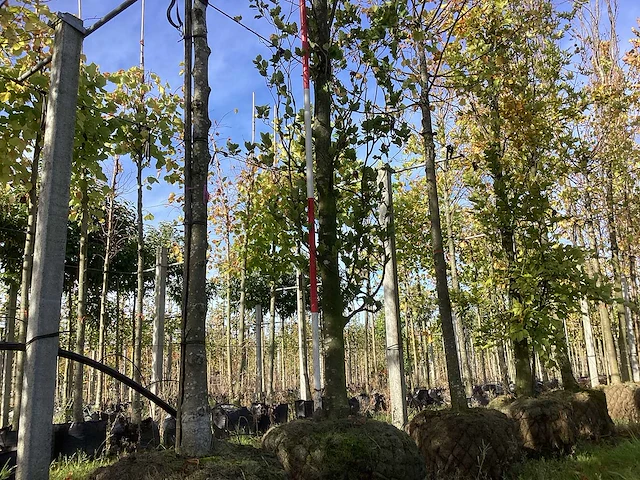 Groene beuk - laanbomen (2x) - afbeelding 1 van  4