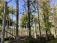 Groene beuk - laanbomen (2x) - afbeelding 1 van  4