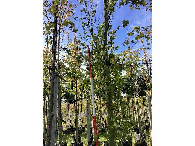 Groene beuk - laanbomen (2x) - afbeelding 2 van  4
