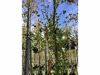 Groene beuk - laanbomen (2x) - afbeelding 2 van  4