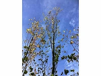 Groene beuk - laanbomen (2x) - afbeelding 3 van  4