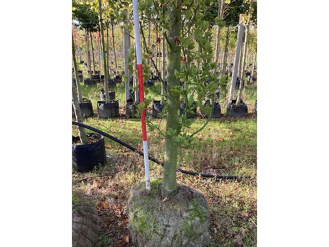 Groene beuk - laanbomen (2x) - afbeelding 4 van  4