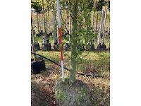 Groene beuk - laanbomen (2x) - afbeelding 4 van  4