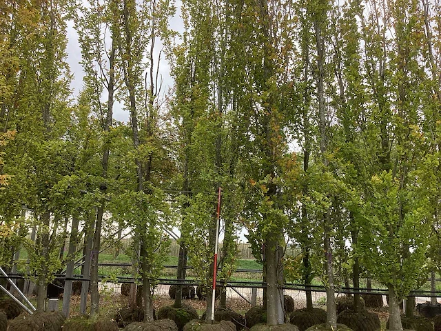 Groene beuk - laanboom (3x) - afbeelding 1 van  3