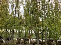 Groene beuk - laanboom (3x) - afbeelding 1 van  3