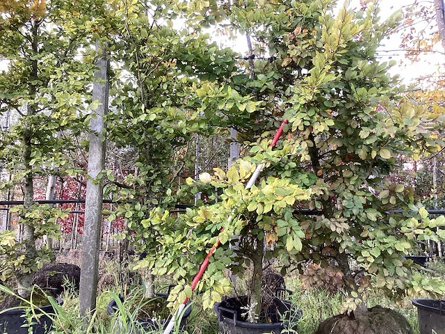 Groene beuk - laanboom (3x) - afbeelding 1 van  5