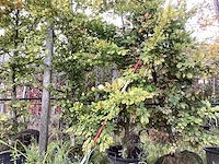 Groene beuk - laanboom (3x) - afbeelding 1 van  5