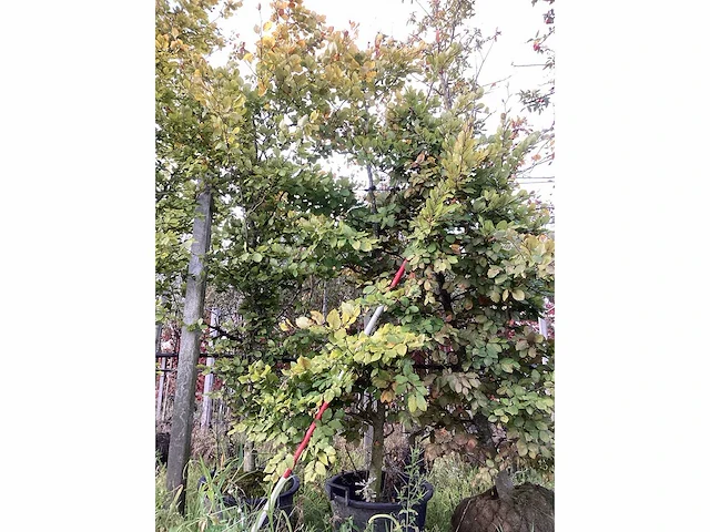 Groene beuk - laanboom (3x) - afbeelding 2 van  5