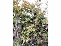 Groene beuk - laanboom (3x) - afbeelding 2 van  5
