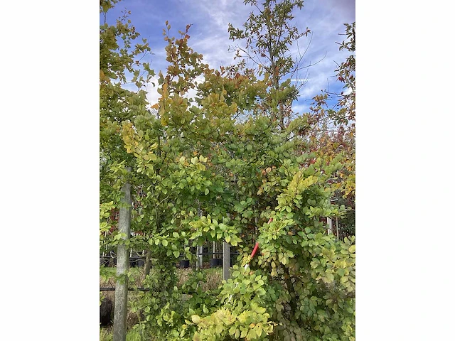 Groene beuk - laanboom (3x) - afbeelding 3 van  5