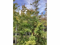 Groene beuk - laanboom (3x) - afbeelding 3 van  5