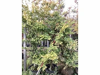 Groene beuk - laanboom (3x) - afbeelding 4 van  5
