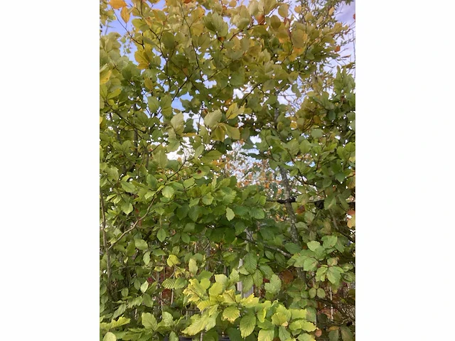 Groene beuk - laanboom (3x) - afbeelding 5 van  5