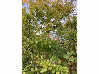 Groene beuk - laanboom (3x) - afbeelding 5 van  5