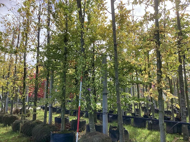 Groene beuk - laanboom - afbeelding 1 van  4