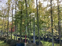 Groene beuk - laanboom - afbeelding 1 van  4