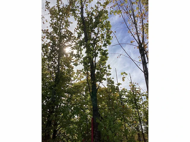 Groene beuk - laanboom - afbeelding 2 van  4