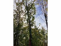 Groene beuk - laanboom - afbeelding 2 van  4