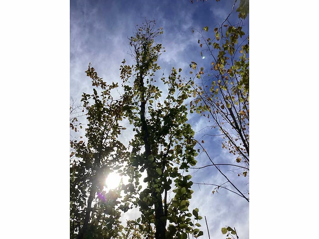 Groene beuk - laanboom - afbeelding 3 van  4