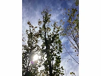 Groene beuk - laanboom - afbeelding 3 van  4