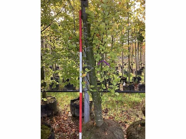 Groene beuk - laanboom - afbeelding 4 van  4