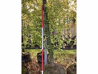 Groene beuk - laanboom - afbeelding 4 van  4