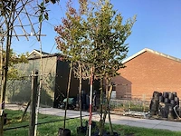 Groene beuk - leiboom - afbeelding 1 van  3