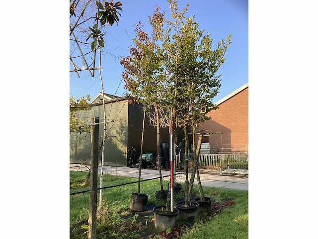 Groene beuk - leiboom - afbeelding 2 van  3