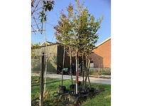 Groene beuk - leiboom - afbeelding 2 van  3