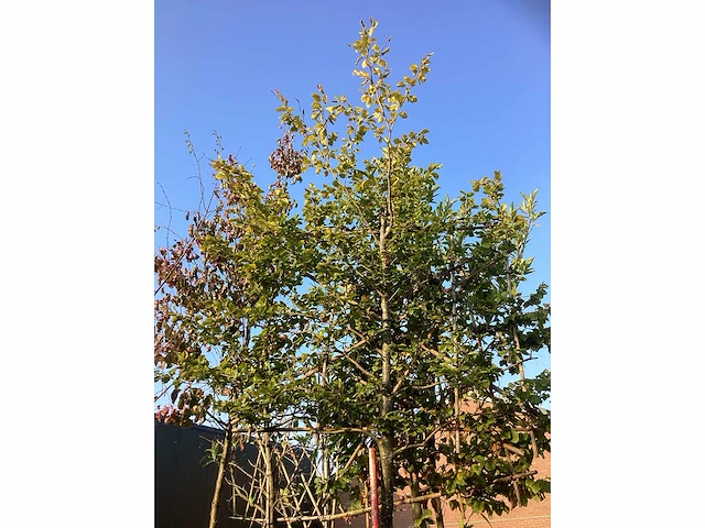 Groene beuk - leiboom - afbeelding 3 van  3