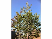 Groene beuk - leiboom - afbeelding 3 van  3