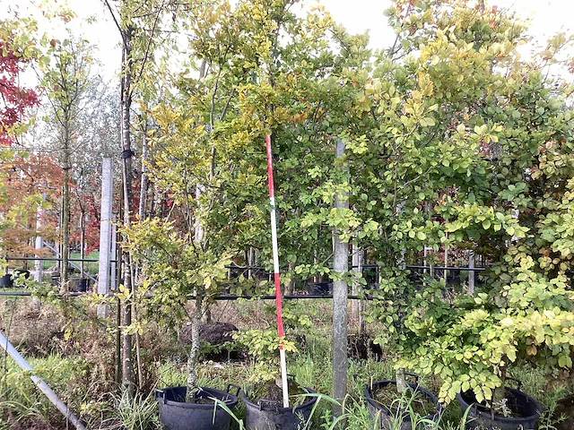 Groene beuk - parkbomen - afbeelding 1 van  4