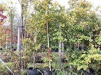 Groene beuk - parkbomen - afbeelding 1 van  4