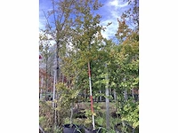 Groene beuk - parkbomen - afbeelding 2 van  4