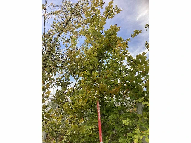 Groene beuk - parkbomen - afbeelding 3 van  4