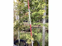 Groene beuk - parkbomen - afbeelding 4 van  4