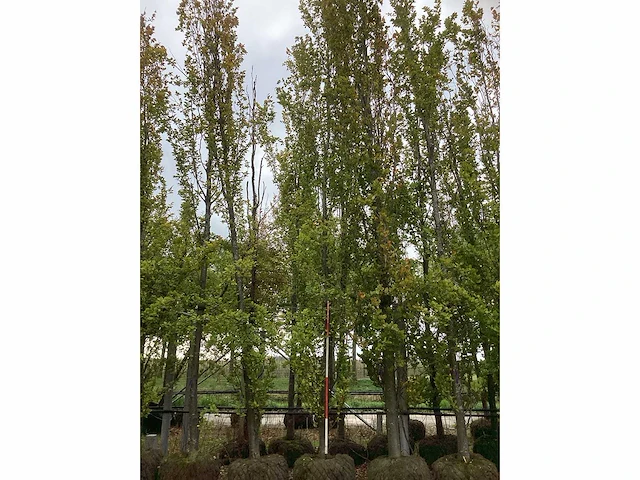 Groene beuk - parkboom (2x) - afbeelding 2 van  3