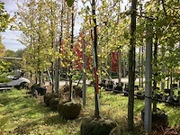 Groene beuk - parkboom - afbeelding 1 van  4