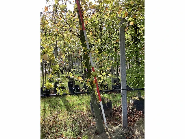 Groene beuk - parkboom - afbeelding 2 van  4