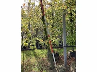 Groene beuk - parkboom - afbeelding 2 van  4