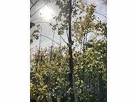 Groene beuk - parkboom - afbeelding 3 van  4