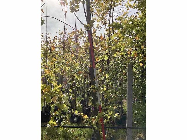 Groene beuk - parkboom - afbeelding 4 van  4