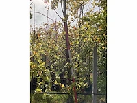 Groene beuk - parkboom - afbeelding 4 van  4
