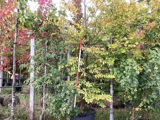 Groene beuk - parkboom - afbeelding 1 van  4