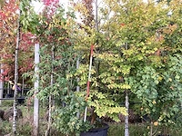 Groene beuk - parkboom - afbeelding 1 van  4