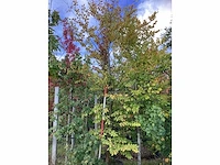 Groene beuk - parkboom - afbeelding 2 van  4