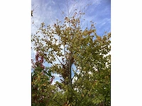 Groene beuk - parkboom - afbeelding 3 van  4