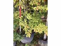 Groene beuk - parkboom - afbeelding 4 van  4